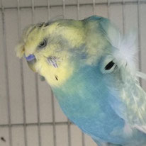 東京8羽のレスキュー