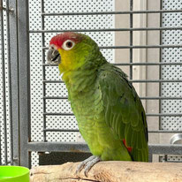 トネ＠コウロコボウシインコ