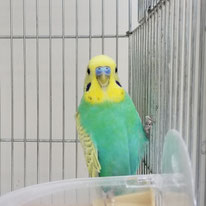 バオバブ＠セキセイインコ＊