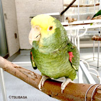きんとき＠オオキボウシインコ（認定NPO法人TSUBASA）