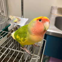 キミヲ＠コザクラインコ