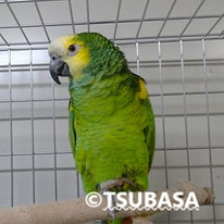 みち＠アオボウシインコ