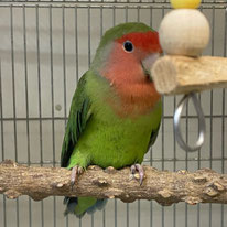 まち＠コザクラインコ