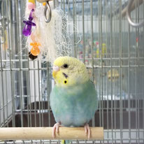 キャラメロ＠セキセインコ