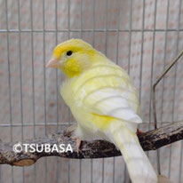 アマリージョ（NPO法人TSUBASA）