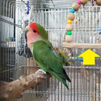 ポン男＠コザクラインコ