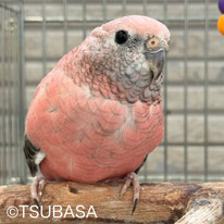 ローサ＠アキクサ（認定NPO法人TSUBASA）