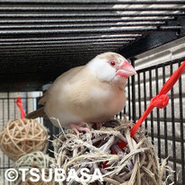 ひさめ＠文鳥（NPO法人TSUBASA）