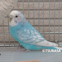 マーキュリー＠セキセイインコ