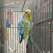 アデレード＠セキセイインコ