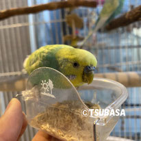秩父セキセイ紹介ページ