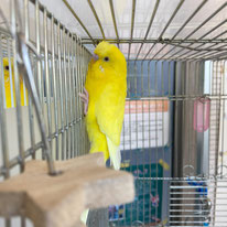 ミミ＠セキセイインコ