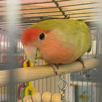 ポンズ＠コザクラインコ