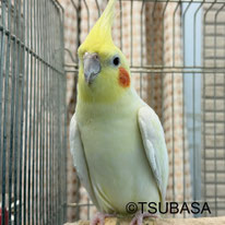 しろすけ＠オカメインコ