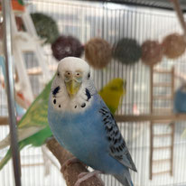 うめっちょ＠セキセイインコ