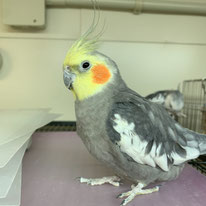 シン＠オカメインコ