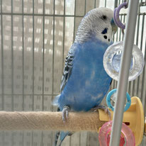 ニコ＠コガネメキシコインコ