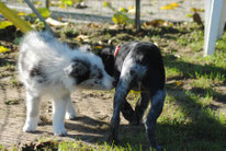 Addestramento cani Viareggio , agility dog Viareggio , addestratore ENCI , centro cinofilo Versilia , educazione cani , cuccioli , socializzazione , recupero comportamentale , Corsi agility dog Versilia , massarosa , lido di camaiore , lucca