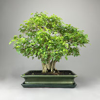 Indoor mediterrane Bonsai Shop - www.bonsai-hassler.de
