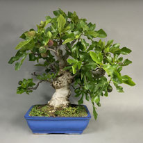 Eßfeige, Ficus carica