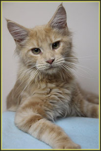 Maine Coon Kitten in cream