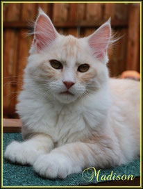 Maine Coon Kitten of Dantes Peak