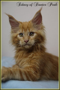 Maine Coon Kater in rot