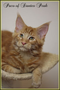 Maine Coon Kitten in rot