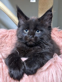 Maine Coon Kitten in black 