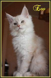 Maine Coon Kitten in red smoke