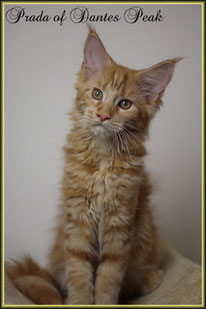 Maine Coon Mädchen in rot