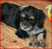 Black and tan