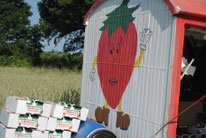 Erdbeeren jembke Brackstedt Erdbeerfeld