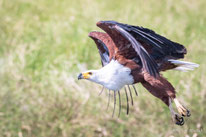 Vögel in Uganda by Fritz Dällenbach