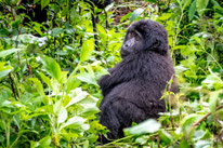 Gorillas in Uganda by Fritz Dällenbach