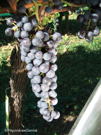 Javoy-Plantes_vignes-anciennes_Noir-Hatif-de-Marseille_©PépinièresGentié