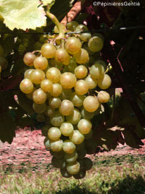 Javoy-Plantes_vignes-anciennes_Madeleine-Royale_©PépinièresGentié