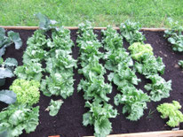 Gepflanzte Salate
