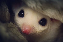 フクロモモンガ、Photo-Gallery