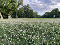 今週の１景　5月30日～6月5日　　　　　シロツメグサの群生：都立野川公園の芝生広場にて。左手に見えるプラタナスも一時の裸状態から枝が復活してきました