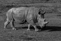 northern white rhino, rhinocéros blanc du nord, extinct in the wild