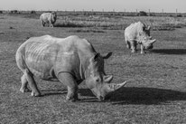 northern white rhino, rhinocéros blanc du nord, extinct in the wild