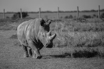 northern white rhino, rhinocéros blanc du nord, extinct in the wild