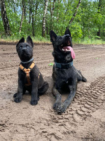 De pup draagt een comfortabel tuig. De hond een goed passende halsband.