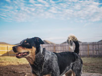 Mit dem Hund sicher durch die Stadt