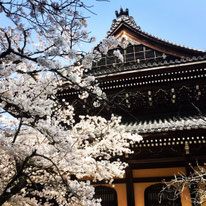 森智幸が撮影した南禅寺の桜の写真