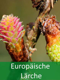 Forstpflanze-Europäische-Lärche