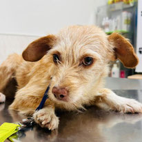 Ines1 ca. 2024