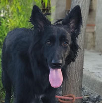 Ella4 ca. 2025