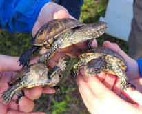 drei Sumpfschildkröten werden in die Kamera gehalten